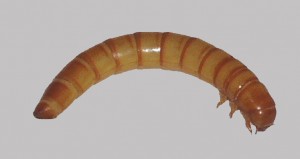 mealworm_larvae-1