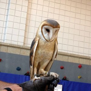 owl5